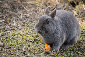 A grey dwarf rabbit eating a carrot