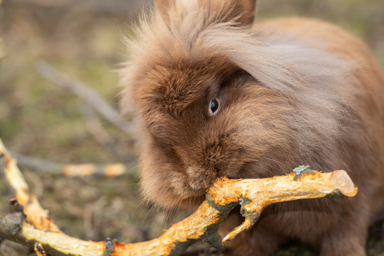 A small brown rabbit nibbling on a twig