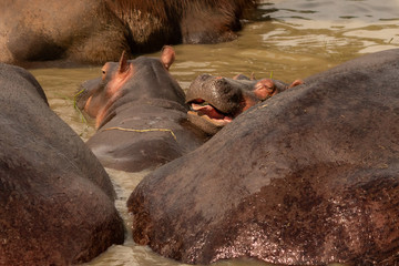 uganda wildlife baby hyppo
