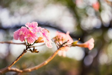 Tabebuia Rosea flower with foliage bokeh