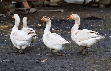 goose in yard