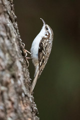 Eurasian treecreeper bird