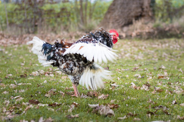 Hahn schlägt mit den Flügeln