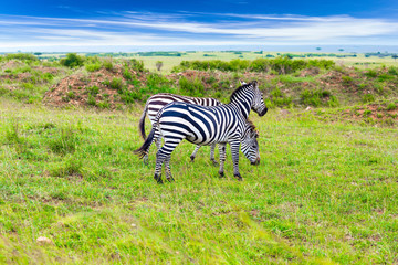 Charming zebras graze together