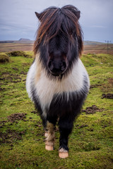 Up close with a Shetland Pony on a winter's day in Shetland