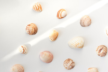 Summer concept, marine background. Different seashells on light background. Top view, flat lay