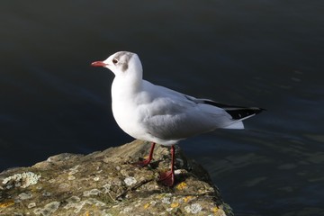 Mouette