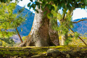 Big tree in the national forest