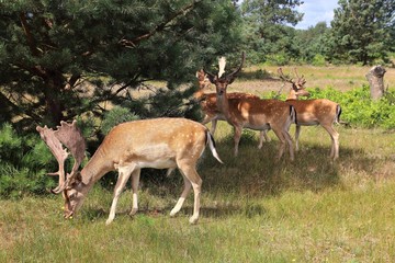 tier, deer, antilope, wild lebende tiere, säugetier, natur, wild, gras, impala, safari, gazelle, geweih, braun, wildnis, -hörner, -hörner, kenia, springbok, park, bock, feld, tierpark, Dammwild