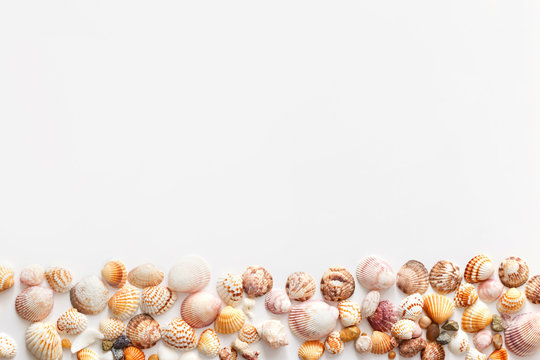 Seashells in bottom of image with copy space, isolated on white background, top view
