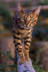 Fototapeta premium CAT