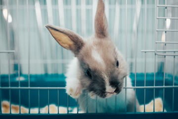 home rabbit in a cage