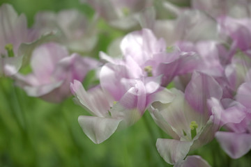 flowers Keukenhof