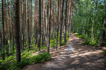 Fototapeta premium Czech forest