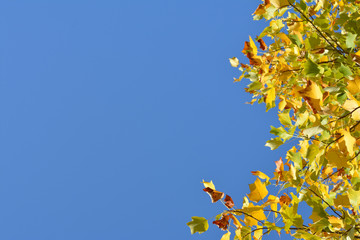 Side border with autumn leaves with blue sky