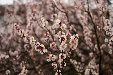 Spring flowering period, awakening of nature. Tender flowering apricot tree in garden. Layout for design. Blooming flower bud on the branches of an apricot tree. Mother's Day, Easter holiday concept.