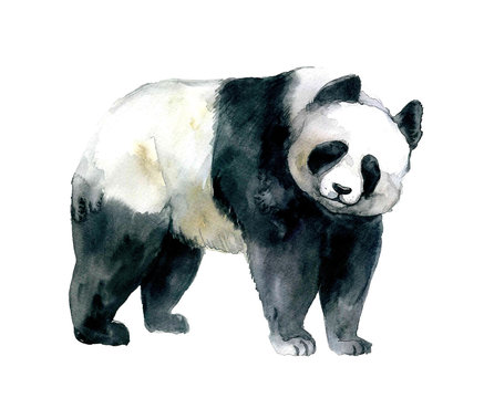 Watercolor panda on the white background