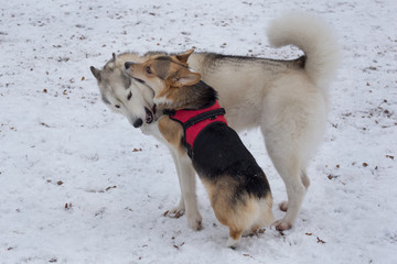 Cute pembroke welsh corgi puppy and siberian husky are playing in the winter park. Pet animals.