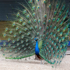 Obraz premium peacock in a farm