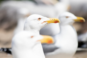 Portrait of a seagull in between two other seagulls