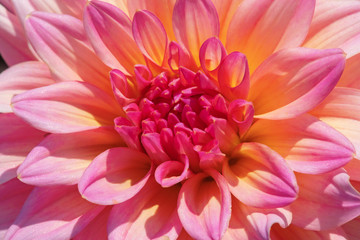 Obraz premium Dahlia flower