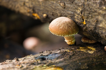 shiitake mushrooms growing in logs.
