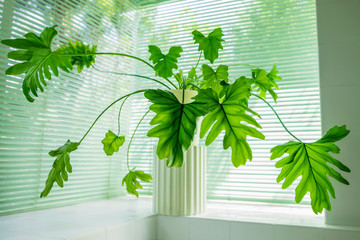 観葉植物　フィロデンドロン・セローム