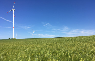 full, rich and colorful green barley field with wind turbines in the background in spring
