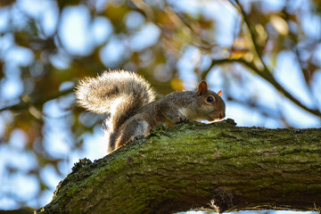 Curious squirrel on a tree in autumn