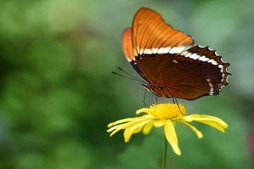 Close-up of a "spiroeta epaphus" butterfly looking for pollen on a yellow daisy against a green background