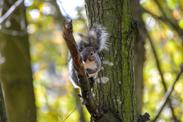 Curious squirrel on a tree in autumn