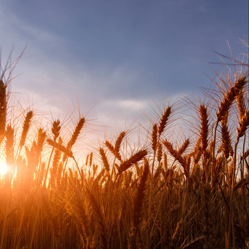 fantastic sunset at the wheat field. dramatic picturesque scene. majestic rural landscape. used as background. beauty in the world. creative image. rich harvest concept. perfect countryside scenery
