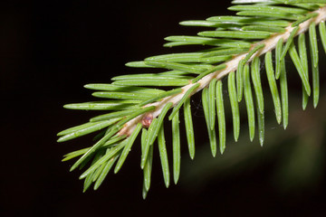 Fresh green sprig of young pine with water drops. Close up.