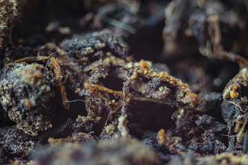ants in anthill