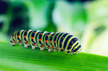 Caterpillar of the Machaon crawling on green leaves, close-up