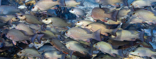 Hundreds of Mangrove Snapper (lutjanus griseus) gather at the entrance to underground springs to stay warm on a cold Florida winter's day. Cropped as a cover photo.