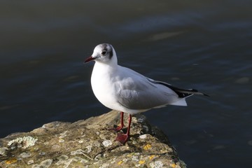 Mouette rieuse