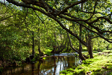Fototapeta na wymiar River with close trees