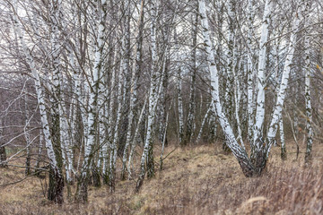 einblick in einen Wald aus Birken mit Stämmen und Ästen view of a birch forest