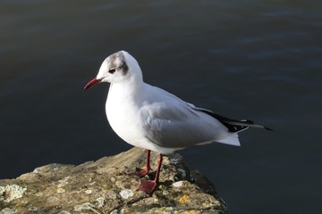 Mouette rieuse