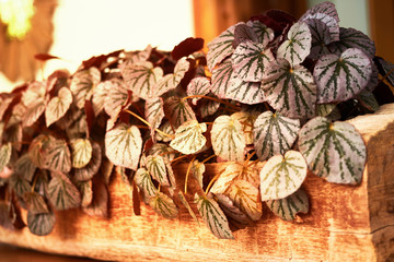 Purple bush plant on wood log for decoration with sun light,selective focus