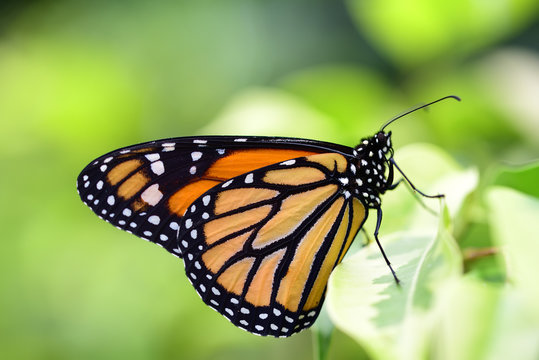 Close-up of a monarch butterfly that glows orange in the bright forest against a green background and sits on a leaf