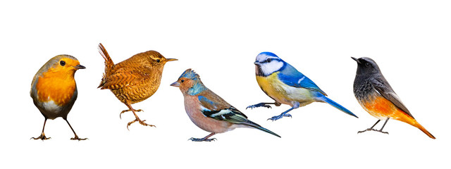 Isolated bird set. White background. Birds: Robin, Wren, Chaffinch, Blue tit, Black Redstart.