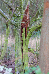 Sturmschaden gebrochen Baum durch Windböhe abgebrochen