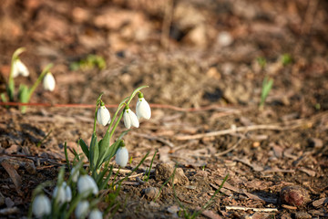 Flowers Snowdrops, in the natural environment. March. Women's holiday. Gift for women