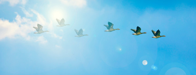 Horizontal nature banner. Blue sky background.