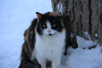 Frozen sad cat on a winter background. Spotted cat in the snow. Frozen paws.