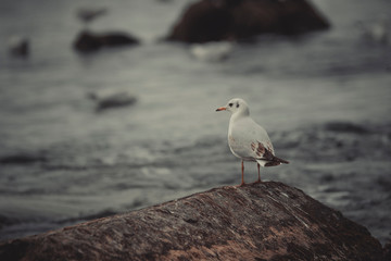 Möwe
