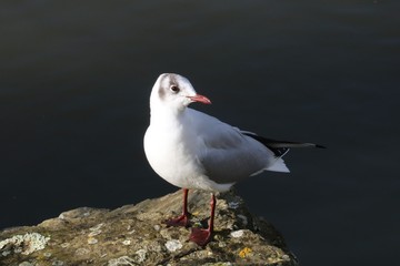 Mouette rieuse