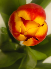 Red Tulip close-up
